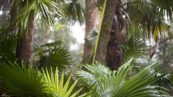 Subtropical Rainforest screenshot