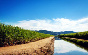 Sugarcane Fields screenshot