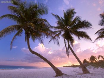 Sultry Sways Near Cancun Mexico screenshot