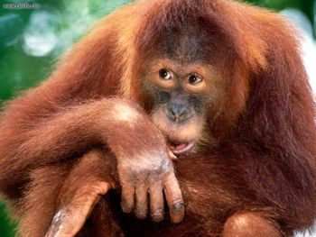 Sumatran Orangutan screenshot