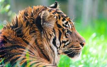 Sumatran Tiger 4K screenshot