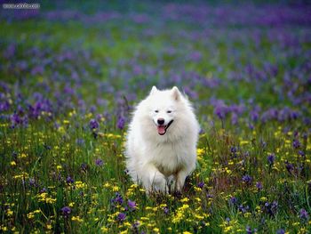 Summer Play Samoyed screenshot