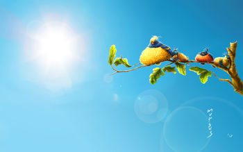Sun Birds screenshot