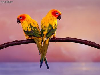 Sun Conure Parrots screenshot