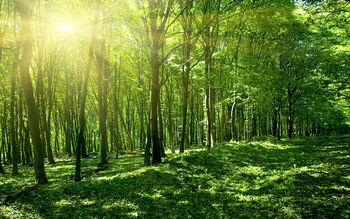 Sun Spring Green Forest screenshot