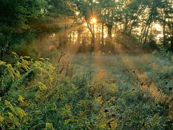 Sunbeams And Goldenrods, Edwin Warner Park, Nashville, Tenne screenshot