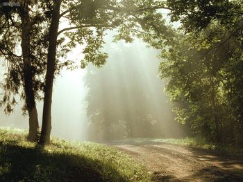 Sunbeams Percy Warner Park Tennessee screenshot