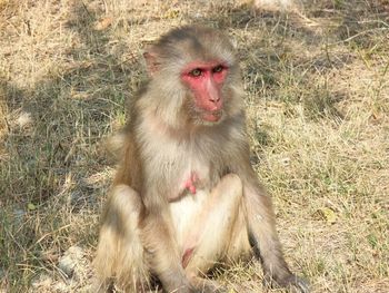 Sundarban Monkey screenshot