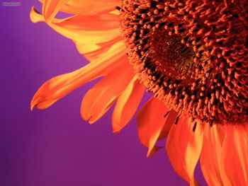 Sunflower Bliss Germany screenshot