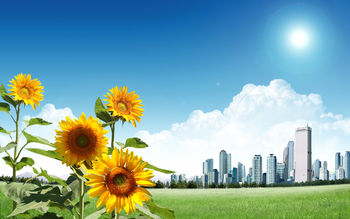 Sunflower City screenshot