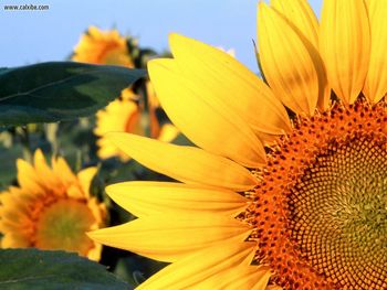 Sunflower Clantonia Nebraska screenshot
