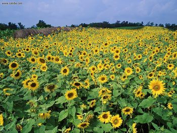 Sunflower Field Near Lexington Kentucky screenshot