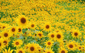 Sunflower Field screenshot