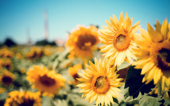 Sunflower Garden screenshot