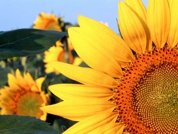 Sunflower Nebraska screenshot