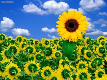 Sunflowers In Sunshine screenshot
