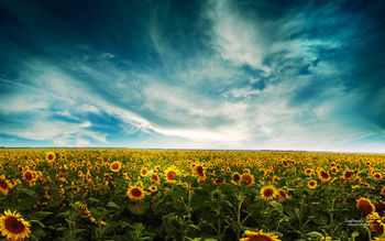 Sunflowers Landscape screenshot