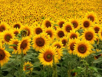 Sunflowers screenshot