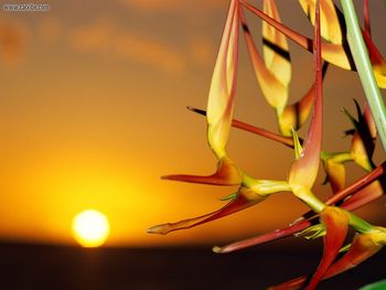 Sunny Backdrop Heliconias screenshot