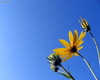 Sunny Camilles screenshot