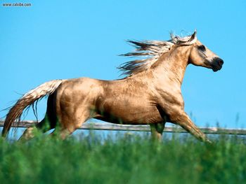 Sunray Missouri Foxtrotter screenshot