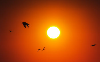 Sunrise Birds 4K screenshot