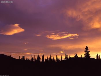 Sunrise Boreal Forest Central Alaska screenshot