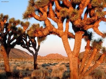 Sunrise Joshua Tree National Monument California screenshot