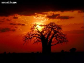 Sunset Behind Tree screenshot