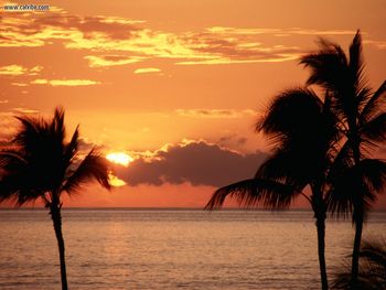Sunset In The Tropics Maui screenshot