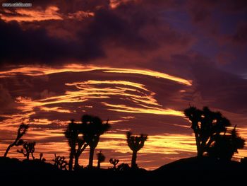Sunset Joshua Tree National Park California screenshot