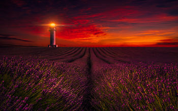 Sunset  Lavender Field Lighthouse 5K screenshot