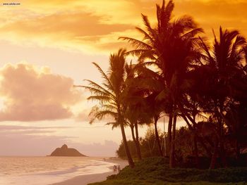 Sunset Palms Hawaii screenshot