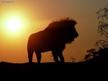 Sunset Ridge African Lion screenshot