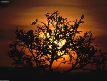 Sunset Through Acacia Trees Tanzania Africa screenshot