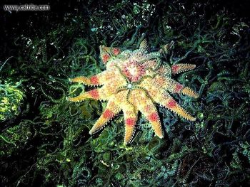 Sunstar screenshot