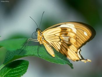 Swallow Tail Butterfly screenshot