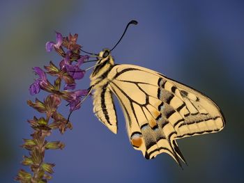 Swallowtail Butterfly screenshot