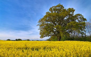 Swedish Fields screenshot