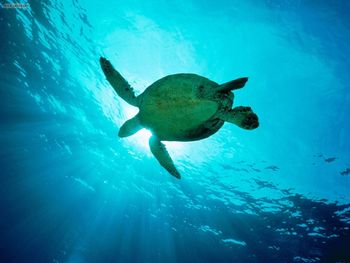 Swimming Through Sunbeams Sea Turtle screenshot