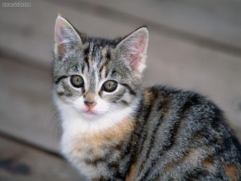 Tabby Kitten screenshot