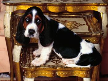 Table Topper Basset Hound screenshot