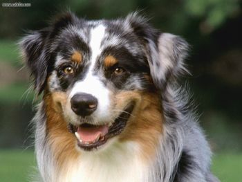 Tack Australian Shepherd screenshot