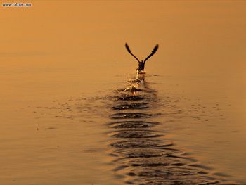 Take Off San Clemente California screenshot