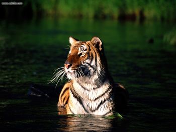 Taking A Dip Bengal Tiger screenshot