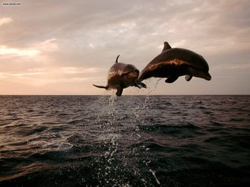 Taking Flight Bottlenose Dolphins screenshot