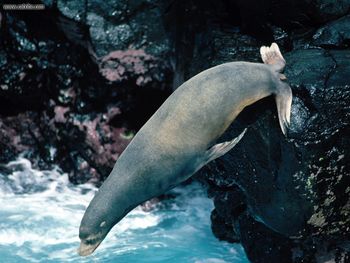 Taking The Plunge Galapagos Sea Lion screenshot