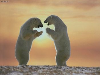 Tall Tales Polar Bears Cape Churchill Canada screenshot