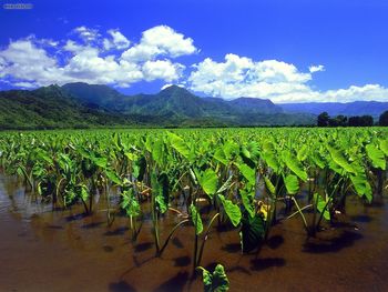 Taro Fields Of Hanalei Kauai screenshot