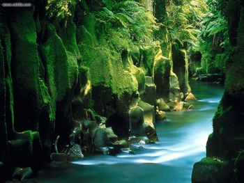 Te Whaiti Nui Atoi Canyon Whirinaki Forest North Island New Zealand screenshot